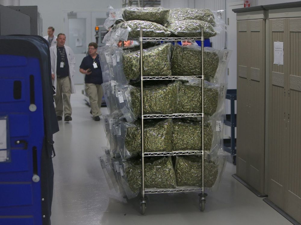 Legalized Marijuana In Canada (Photo by Lane Turner/The Boston Globe via Getty Images)